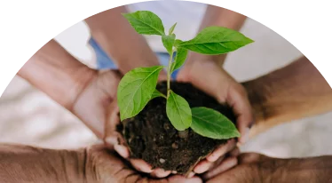 Hands holding a plant